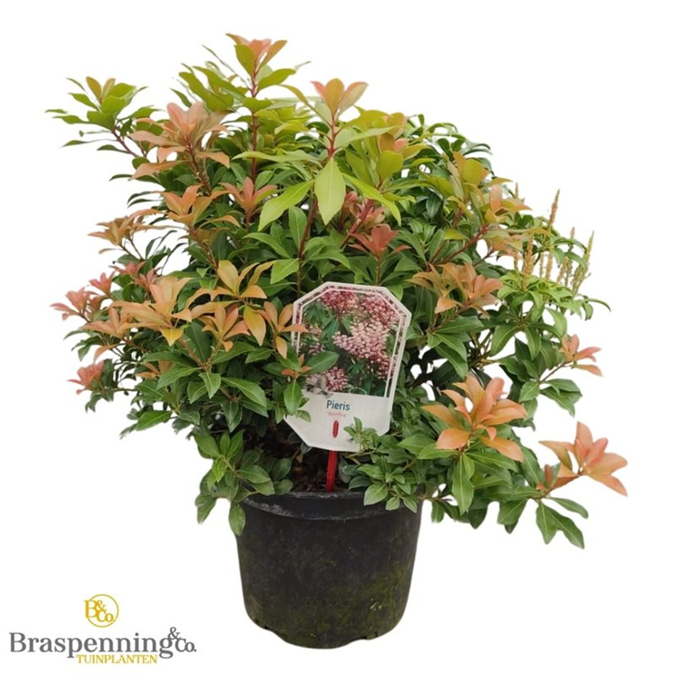 Pieris japonica 'Bonfire' - C5 30-40 CM